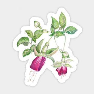 Fuchsia Sticker